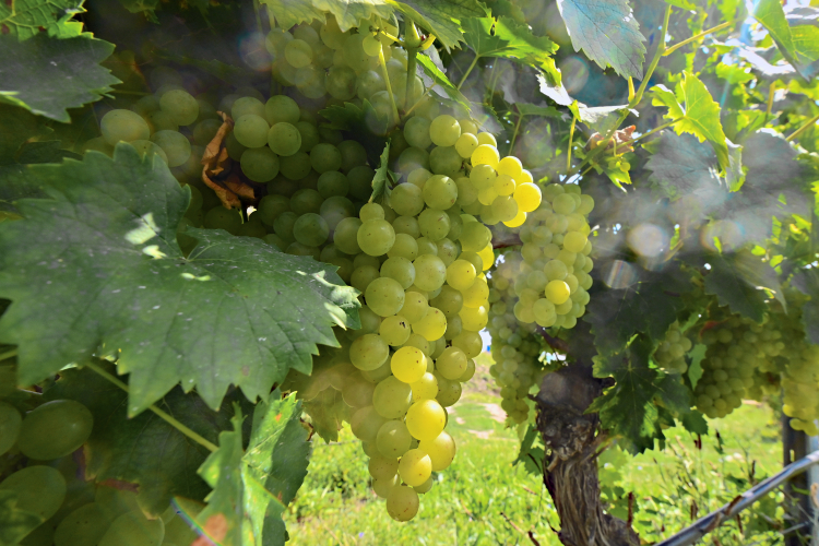 vinogradar