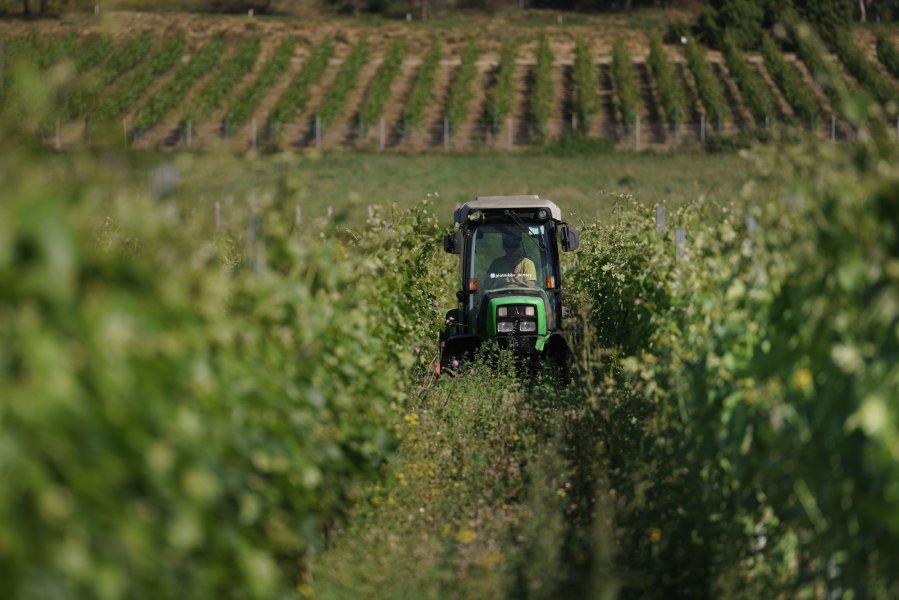 vinogradn