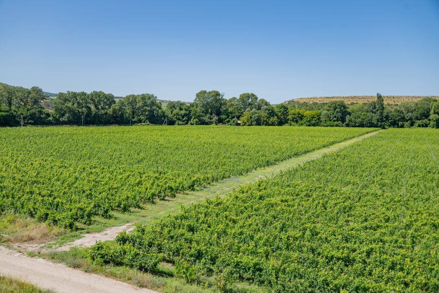 vinspez